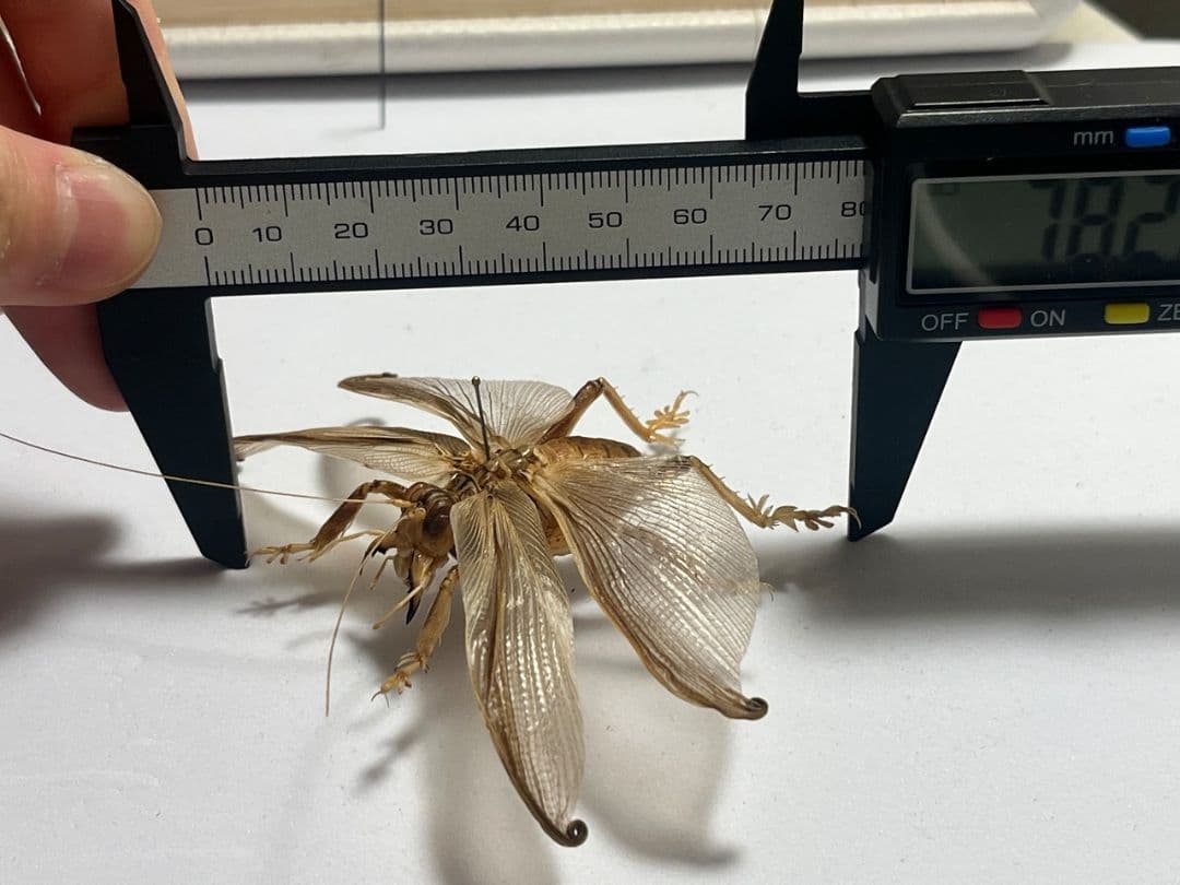 【希少産地】ミャンマー産のマキバネコロギス 昆虫標本バッタ キリギリスコロギス