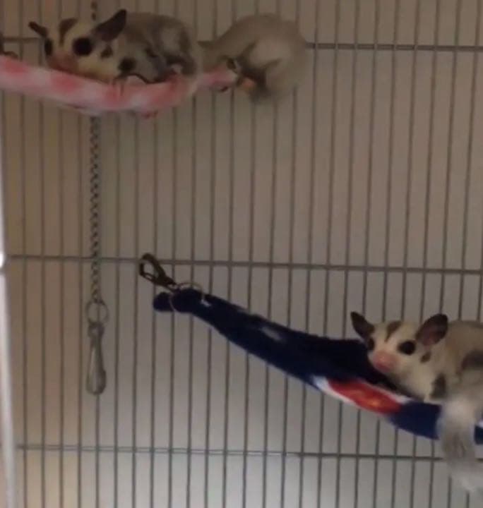 三角コーナーハンモック（迷彩柄・ピンク）   秋・春仕様  2枚組  1150円