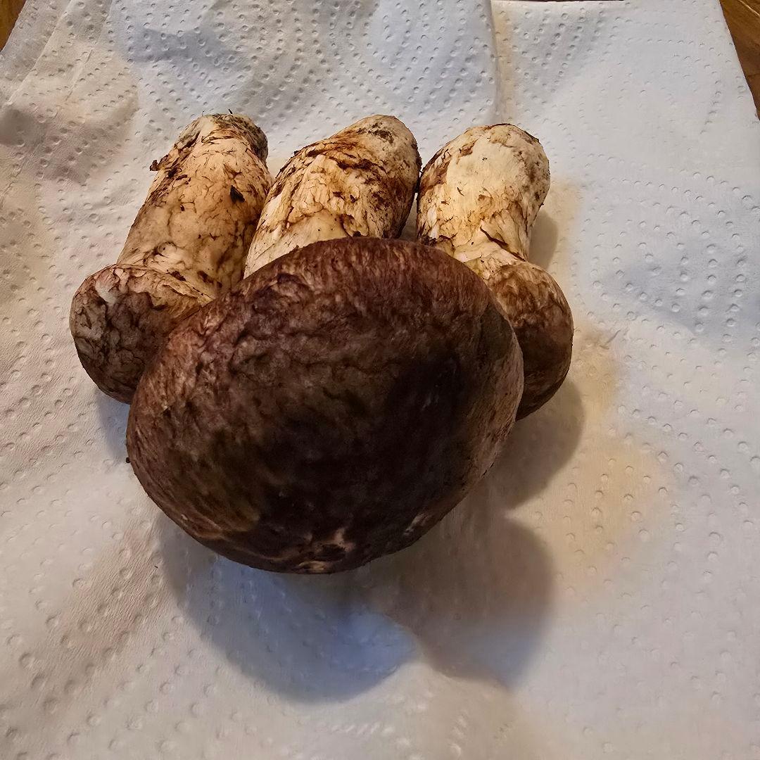 岩手県沿岸産 松茸 【蕾2と少し開き1】154ｇ 送料無料‼️