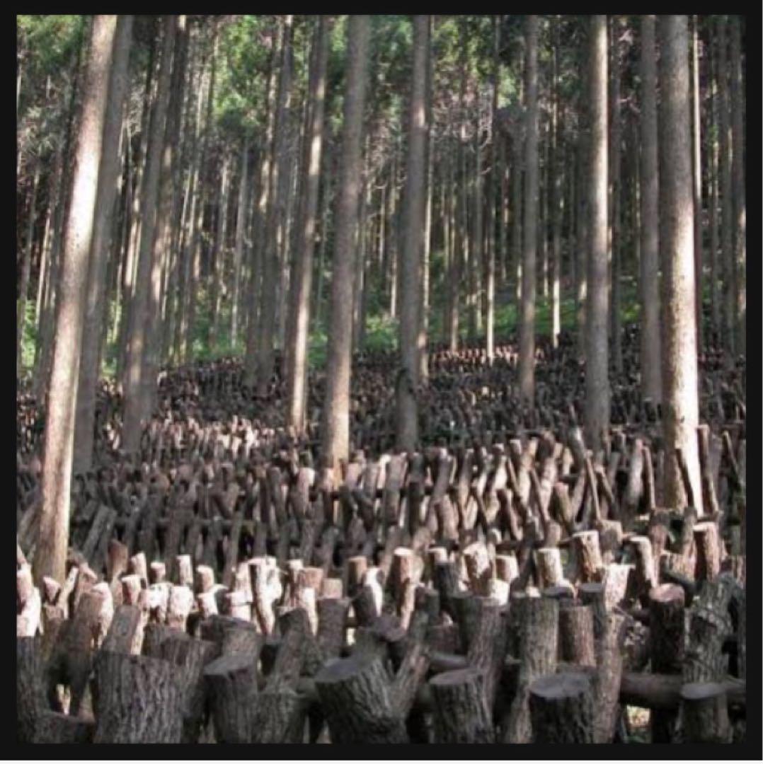 【産地直送】 乾燥椎茸　1kg 業務用　しいたけ　岩手県産　東北の味　しいたけ