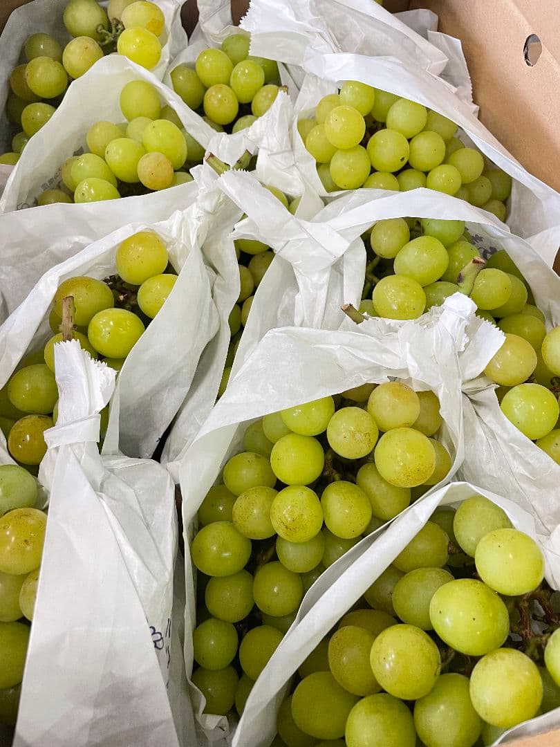 「今週いっぱい提供」シャインマスカット5kg 房入り 訳あり