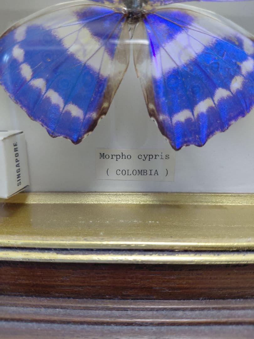キプリスモルフォ蝶　コロンビア　壁掛け