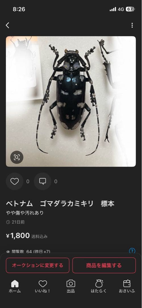 コエポン　　まとめ購入　コガネムシ　標本　ベトナム