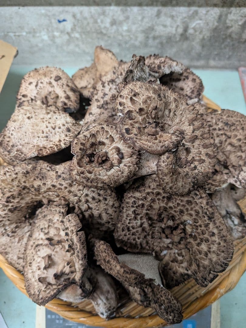 長野県、天然きのこ、香茸(コウタケ)1kg以上~