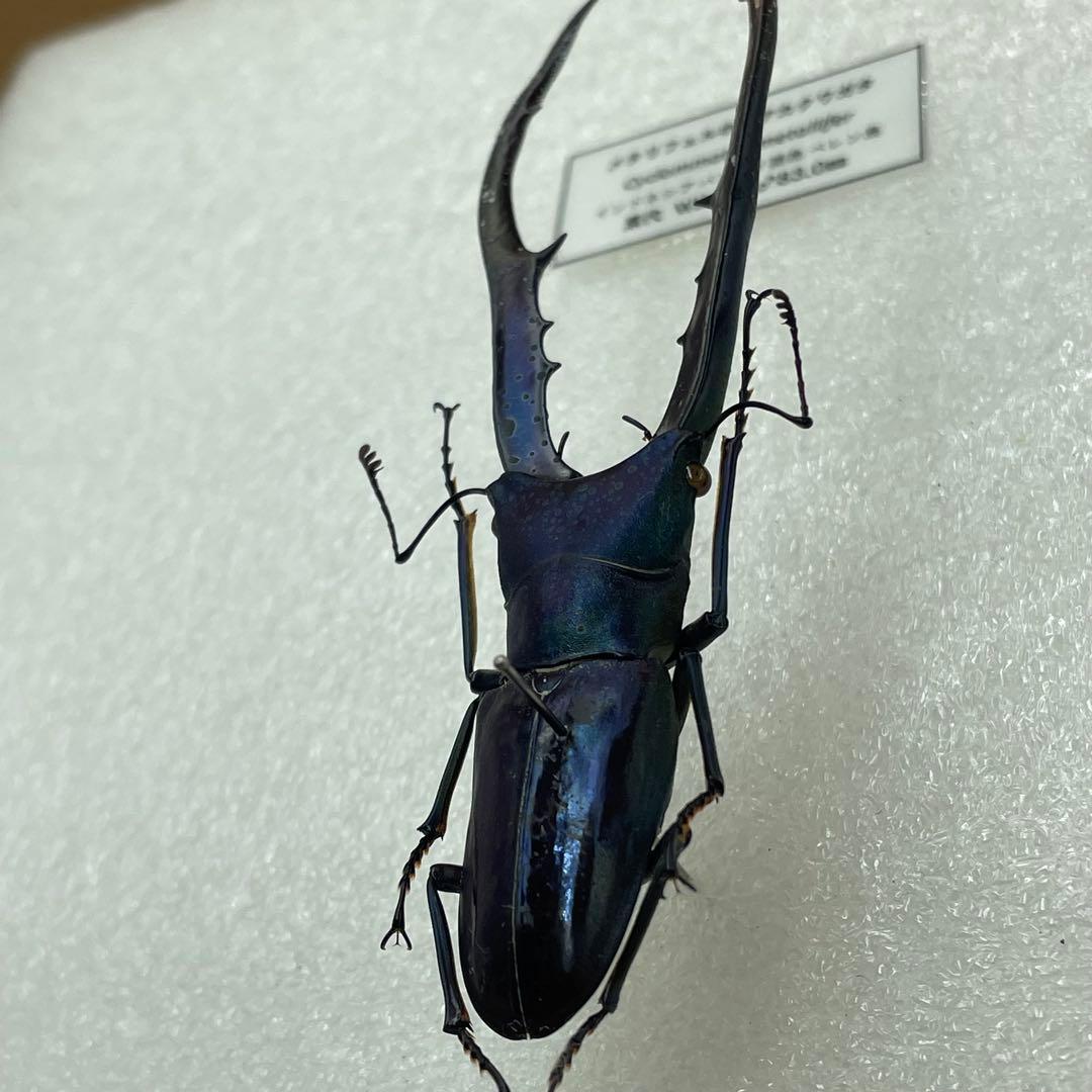 標本　ブルータイプ　メタリフェルクワガタ　♂３頭　WILD