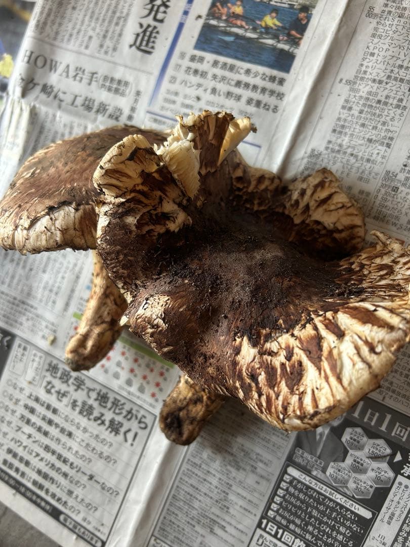 岩手県産松茸　開き大319g シーズンラスト