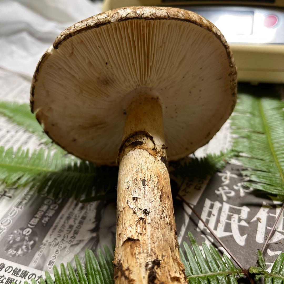 【専用です】[大阪泉州産]天然松茸　採れたて松茸　良品1本155g 国産