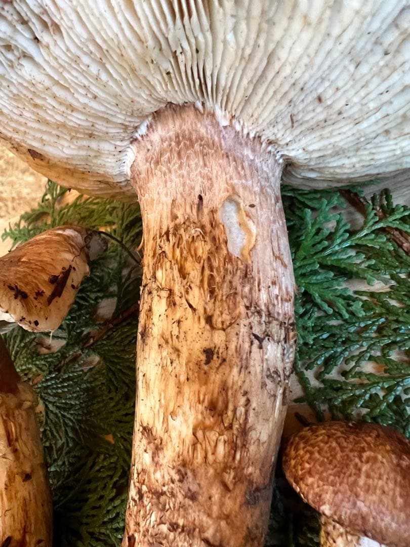 【訳あり】　10月23日　信州産　長野県産　松茸　302g 2本　辰野産　最終