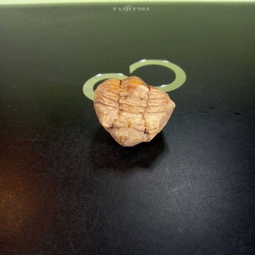 三葉虫　化石　fossil　ボリビア産　trilobite　Bolivia化石⑧