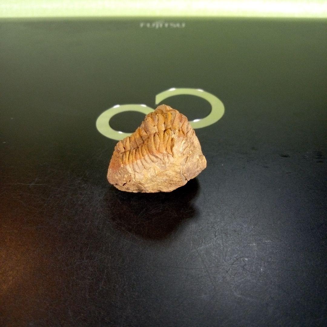 三葉虫　化石　fossil　ボリビア産　trilobite　Bolivia化石⑧