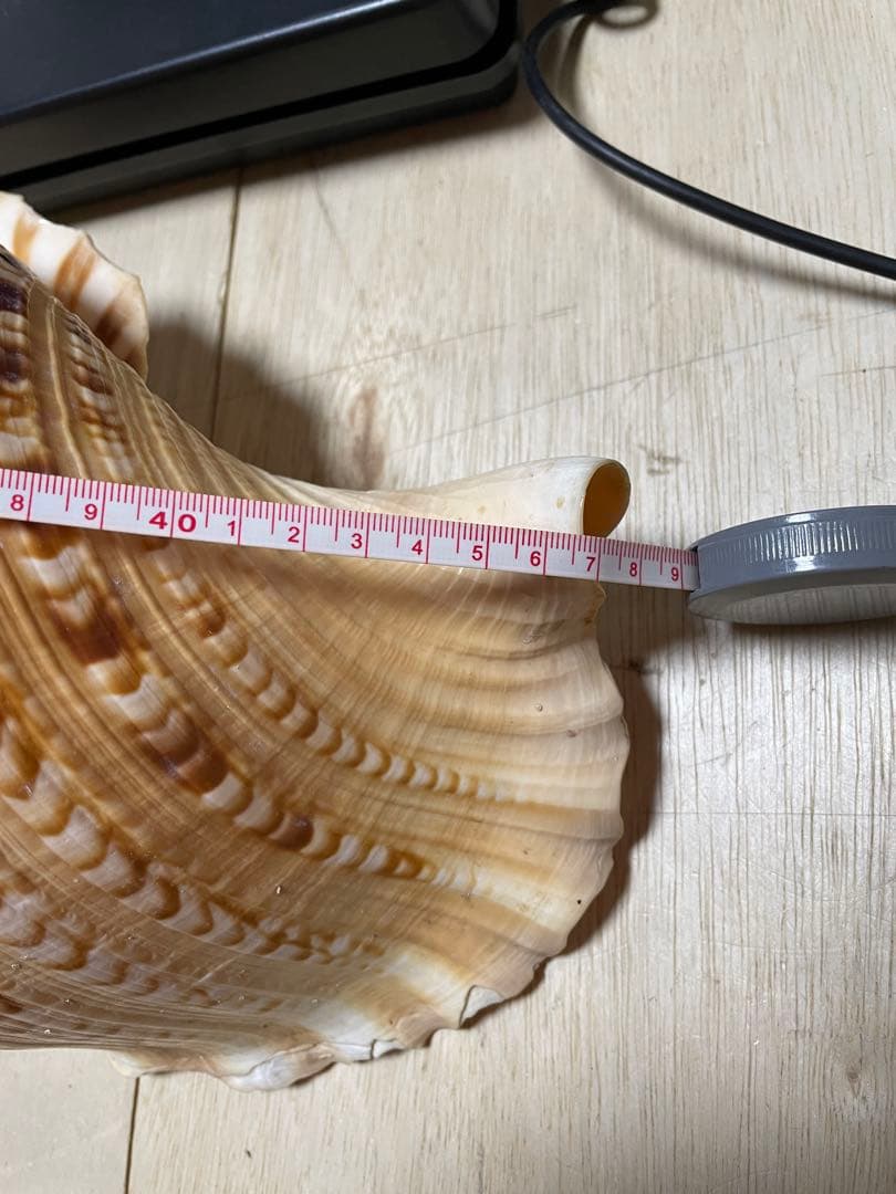 法螺貝　特大ホラ貝　新鮮な法螺貝　大きいサイズ　K001005