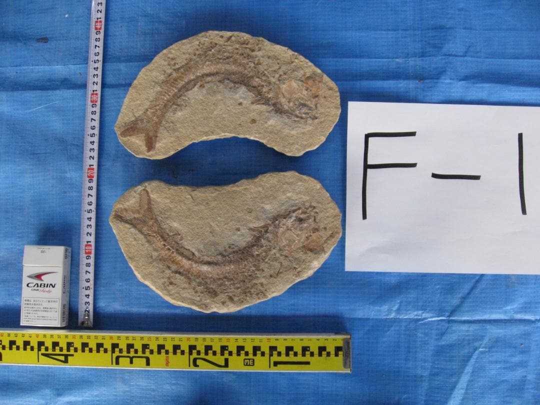 化石　F-1 B-6 B-22 B-23