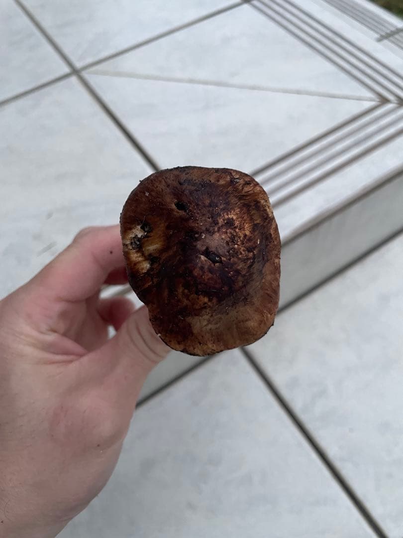 採れたて広島県産　10月25日　採取　松茸　4本　260グラム