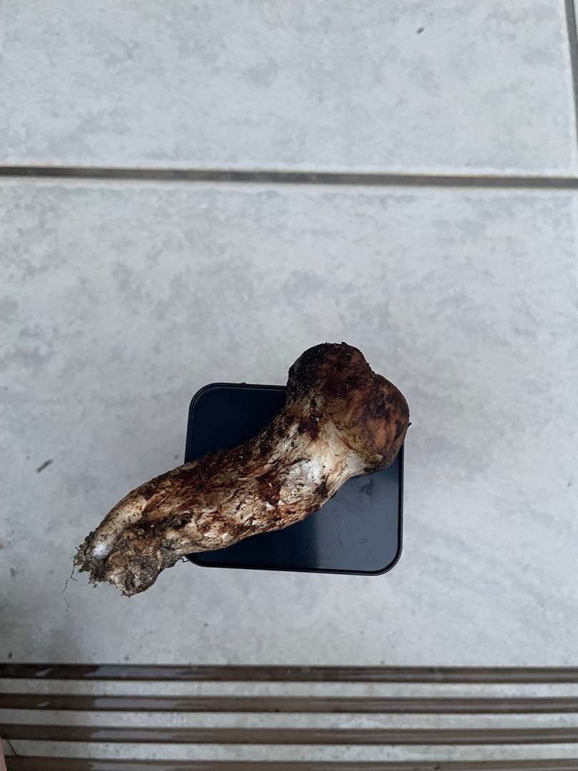 採れたて広島県産　10月25日　採取　松茸　4本　260グラム