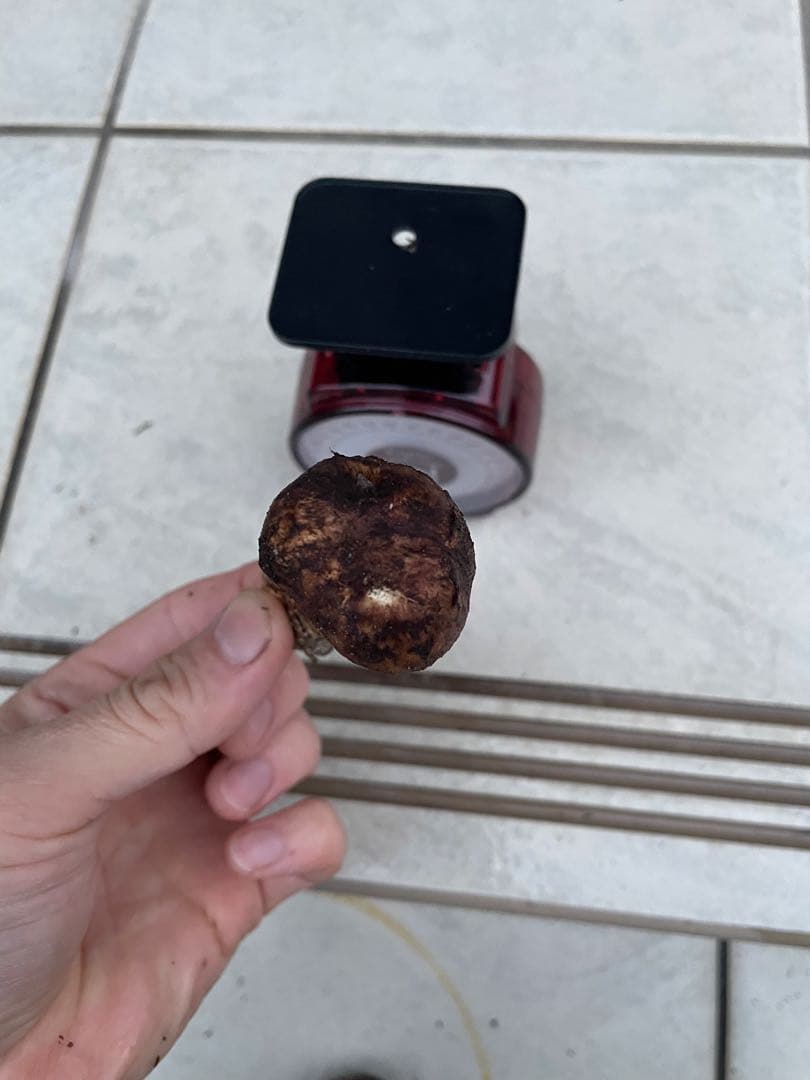 採れたて広島県産　10月25日　採取　松茸　4本　260グラム