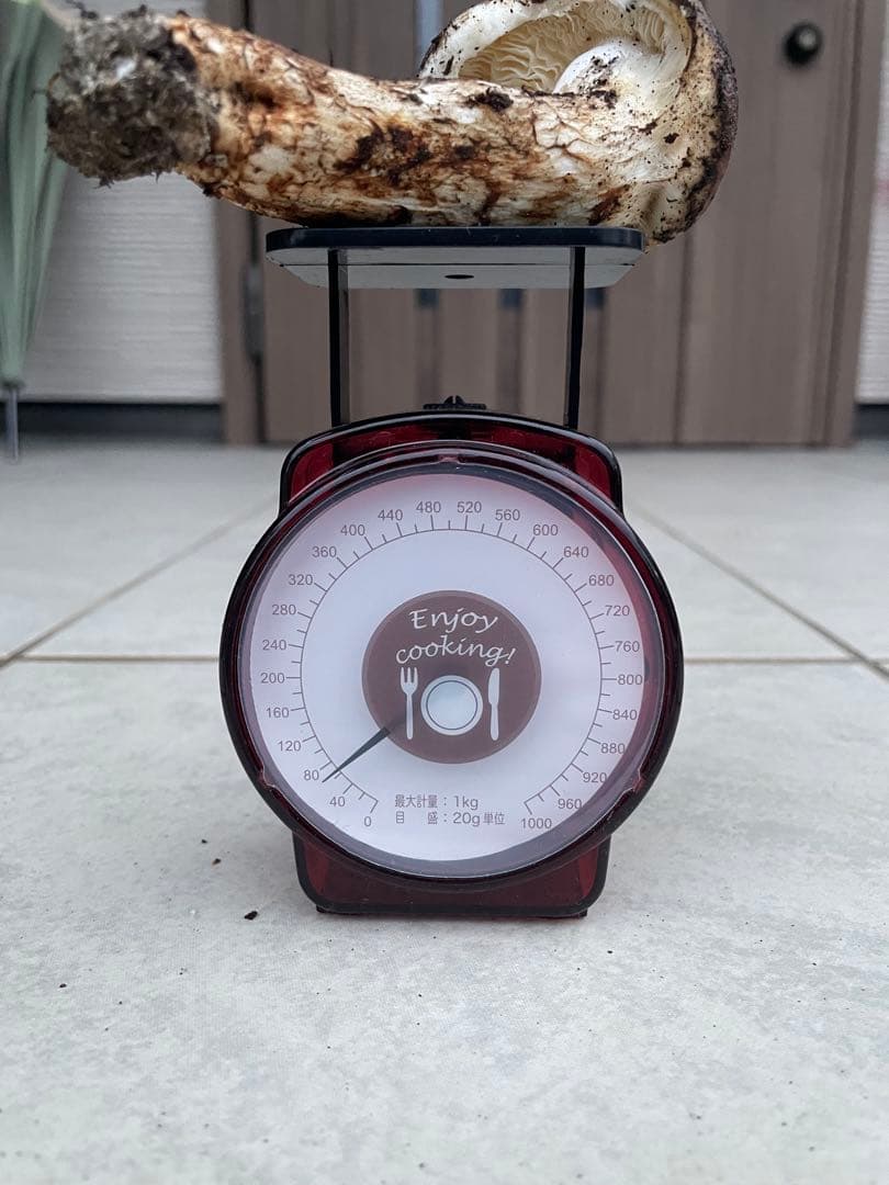 採れたて広島県産　10月25日　採取　松茸　4本　260グラム