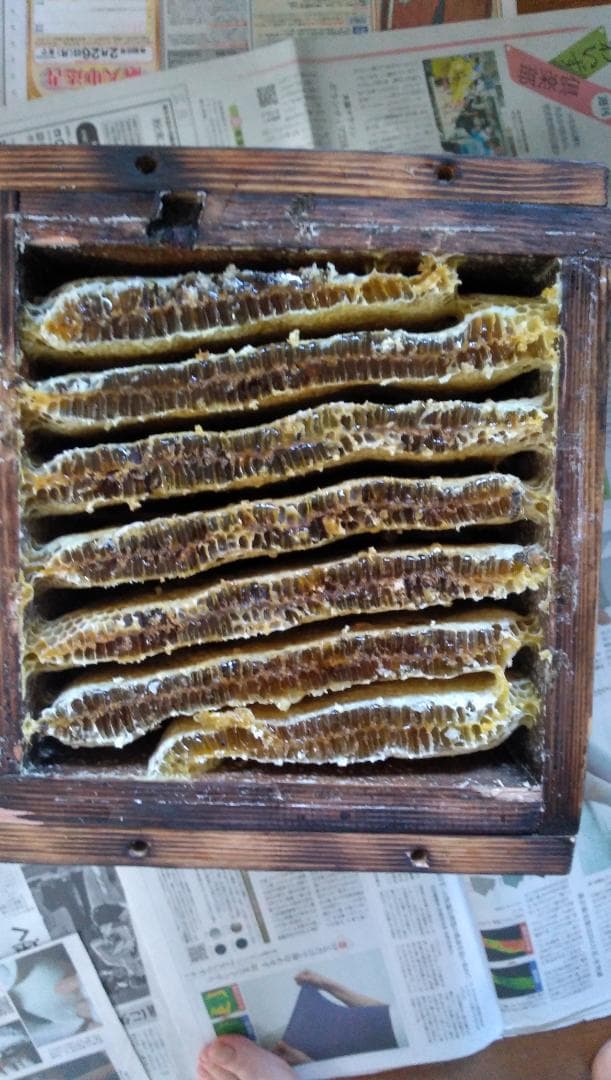 ニホンミツバチ百花蜜　1000ｇ２本