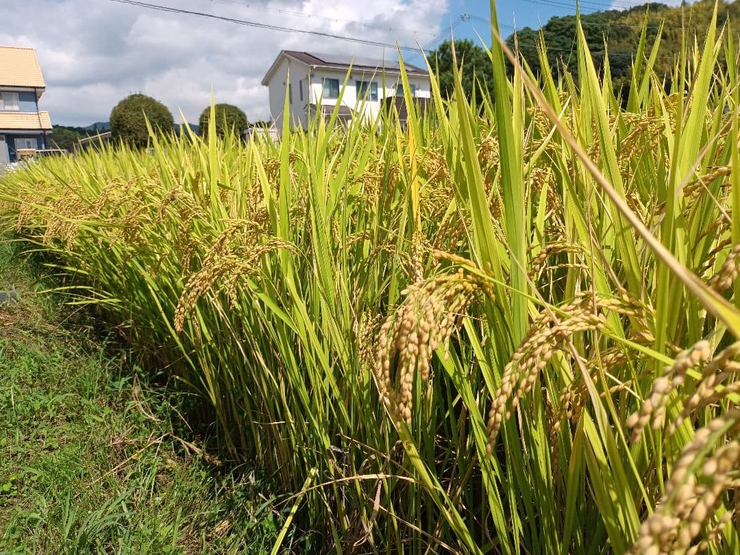 令和7年新米きぬむすめ玄米10キロ