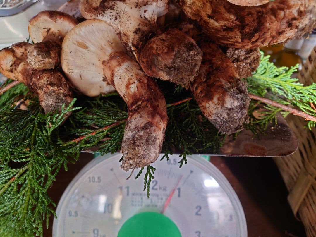 松茸　国産　岐阜県産800g 松竹梅様　確認専用