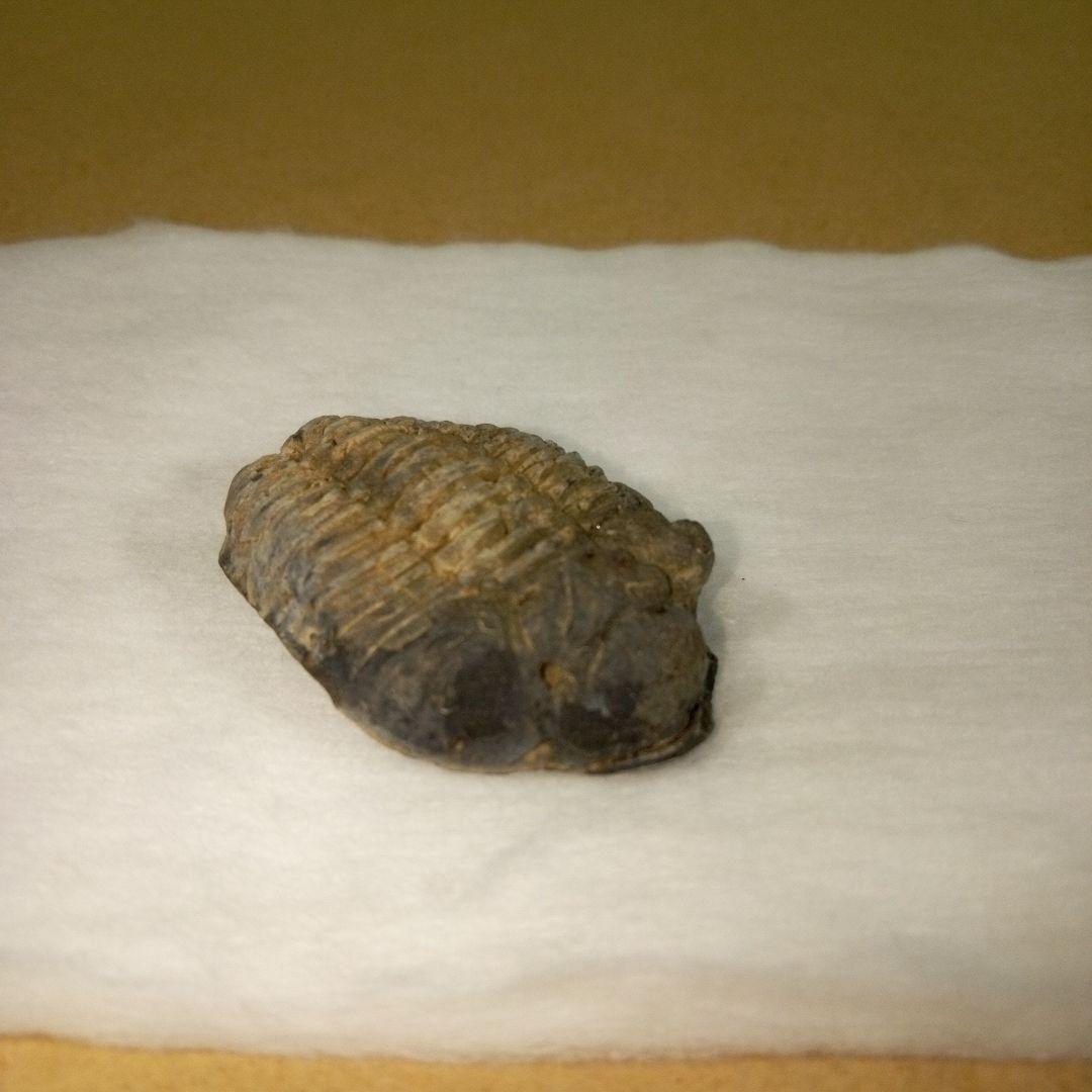 三葉虫　化石　三葉虫化石　究極のレトロ　fossil　ボリビア産　化石管理番号⑧