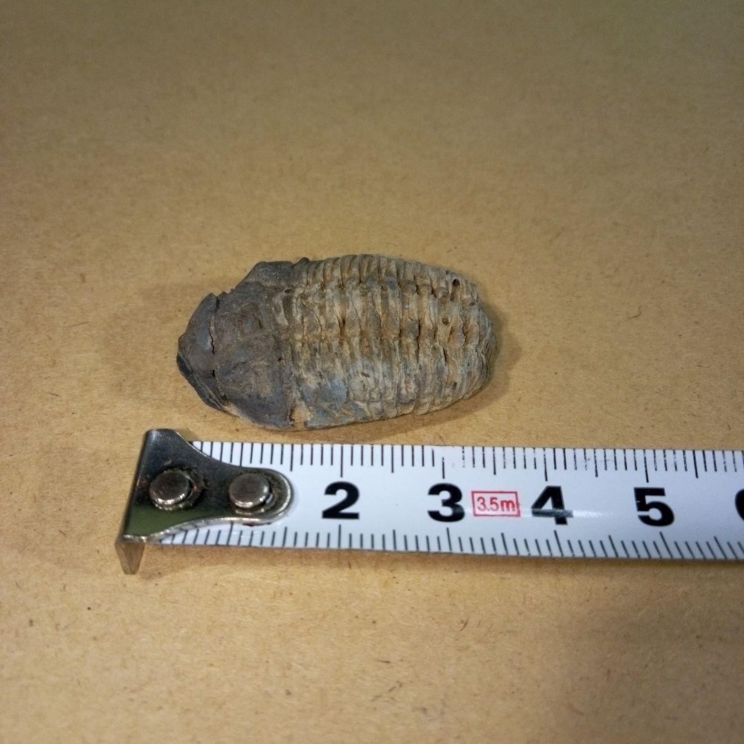 三葉虫　化石　三葉虫化石　究極のレトロ　fossil　ボリビア産　化石管理番号⑧