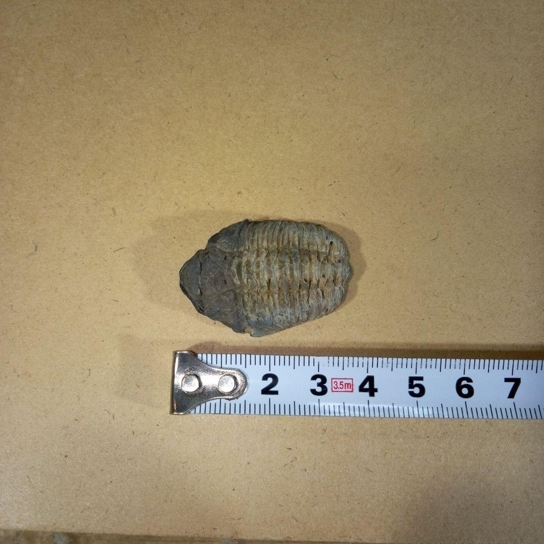 三葉虫　化石　三葉虫化石　究極のレトロ　fossil　ボリビア産　化石管理番号⑧
