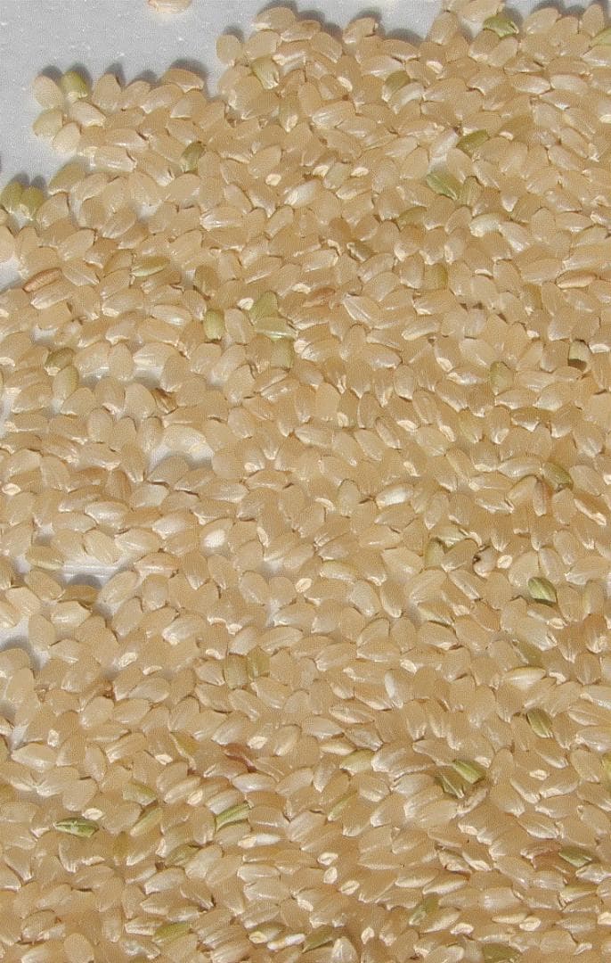 令和7年産 コシヒカリ 玄米25kg 愛媛県産 減農薬 農家直送 送料込み 01