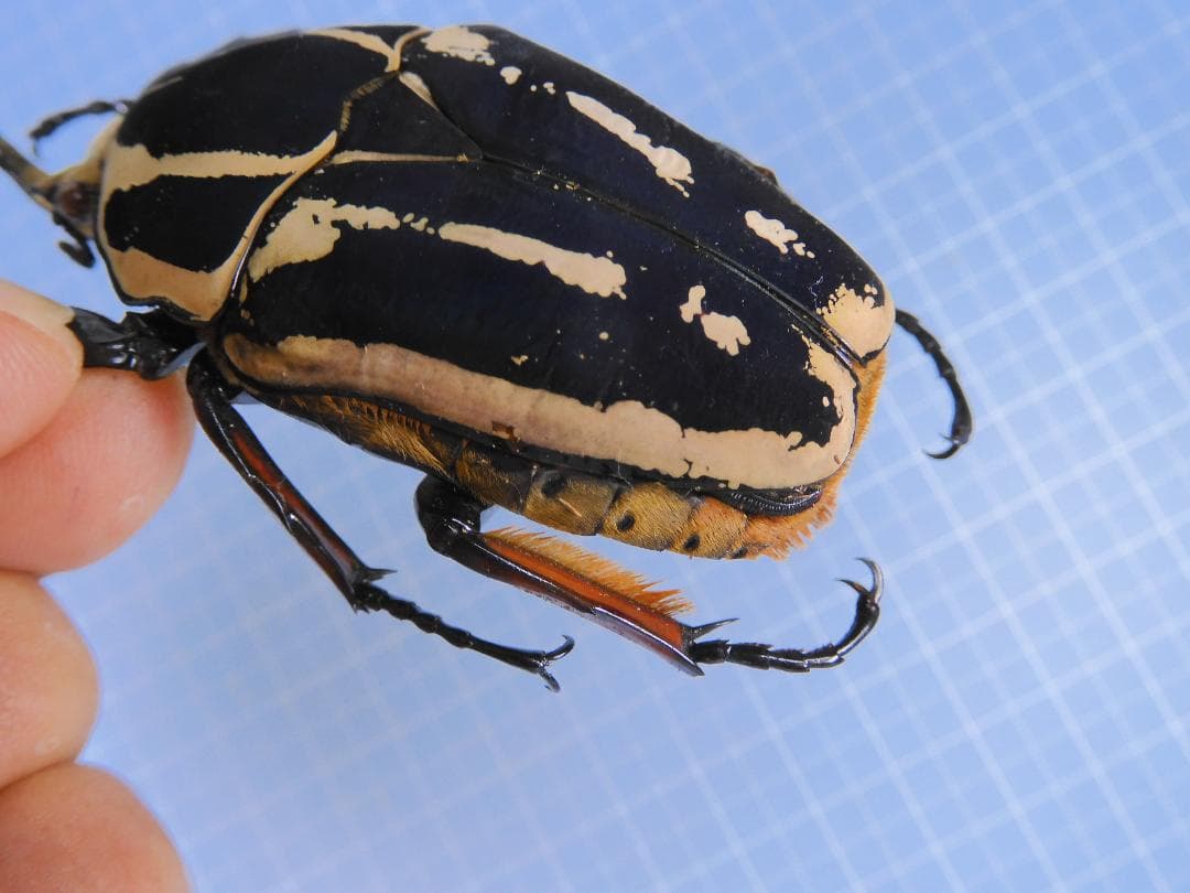 標本 M. ugandensis 67mm larva breeding