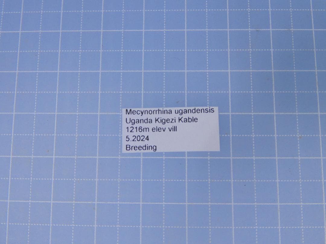 標本 M. ugandensis 67mm larva breeding