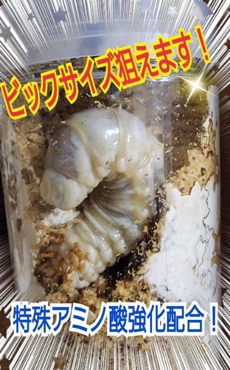 極上！ヒマラヤひらたけ菌糸ブロック【10個】初菌のみ使用！国産オオクワ85実績