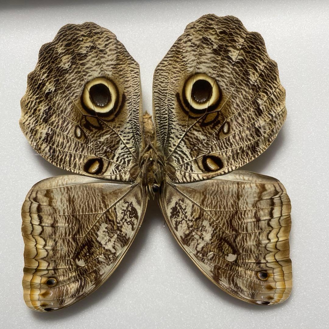 フクロウチョウ　額入り