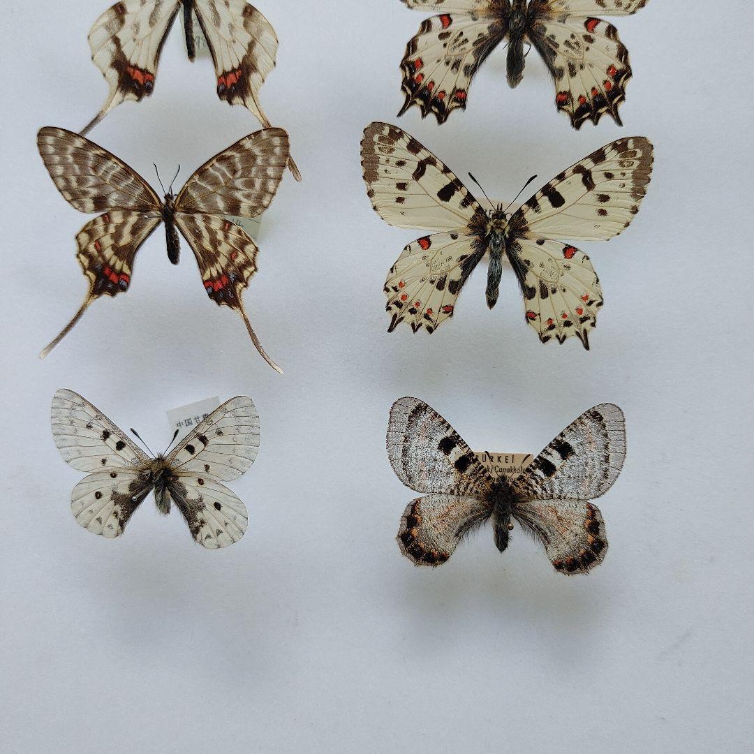 世界のウスバ「5種」