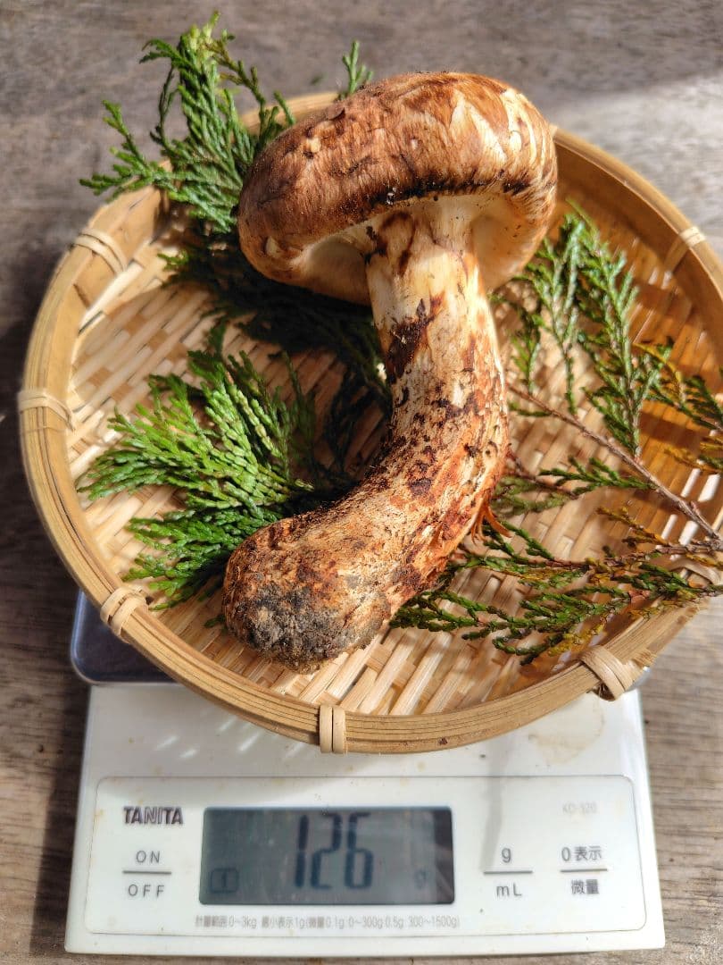 最上！ 松茸 126g すだちつき 信州 北アルプス産 天然きのこ 長野 国産