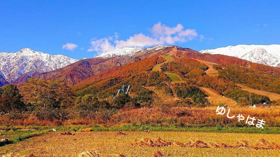 最上！ 松茸 126g すだちつき 信州 北アルプス産 天然きのこ 長野 国産