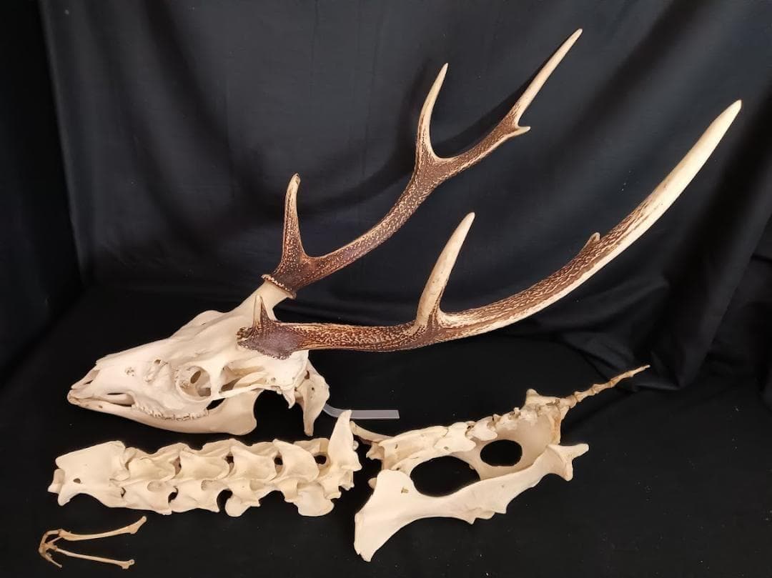 【角付き骨格標本】種名　ニホンジカ　♂　58Kg