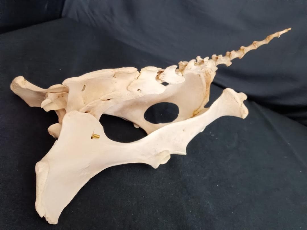 【角付き骨格標本】種名　ニホンジカ　♂　58Kg