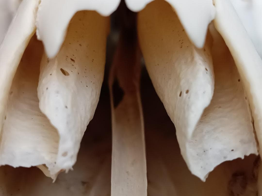 【角付き骨格標本】種名　ニホンジカ　♂　58Kg