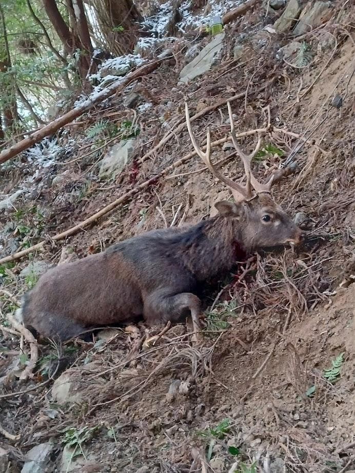 【角付き骨格標本】種名　ニホンジカ　♂　58Kg