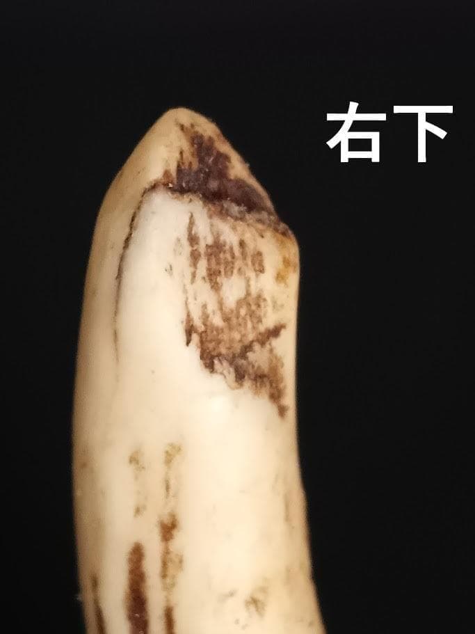 【角付き骨格標本】種名　ニホンジカ　♂　58Kg