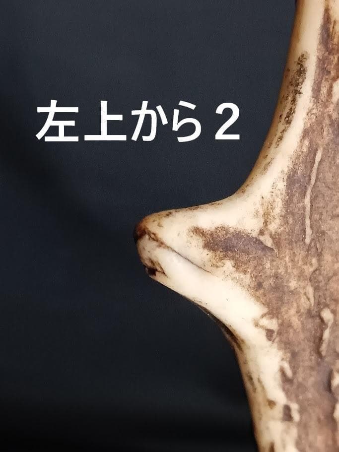 【角付き骨格標本】種名　ニホンジカ　♂　58Kg