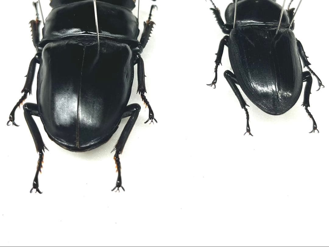 グランディスオオクワガタ　84mm ペア　標本