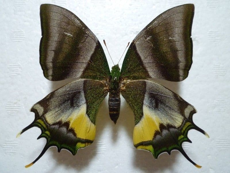 【外国産蝶標本】テングアゲハ♀/タイ.ファン産/89mm