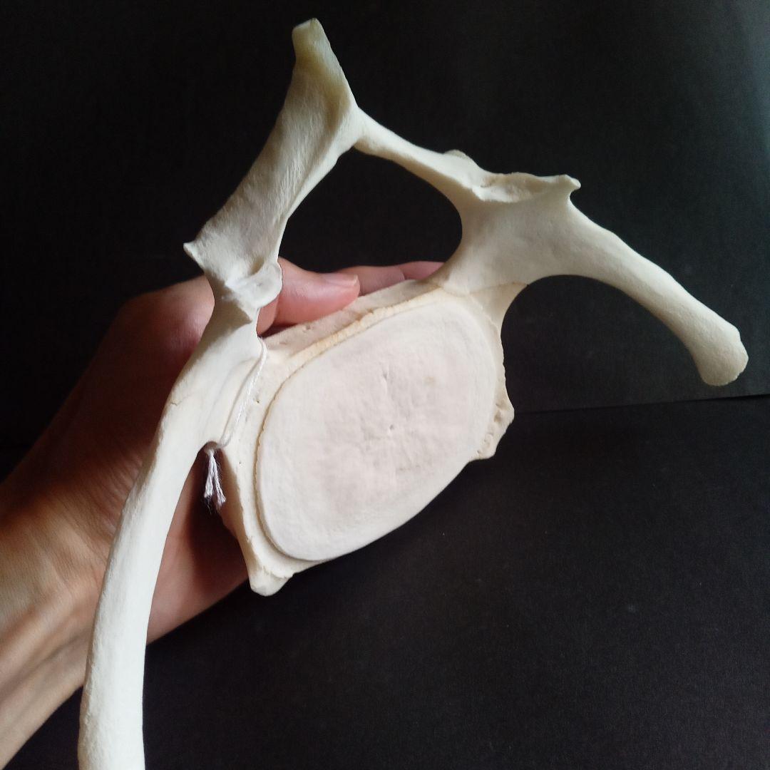 骨格標本　ヒゲクジラ　ミンククジラ　椎骨　特大