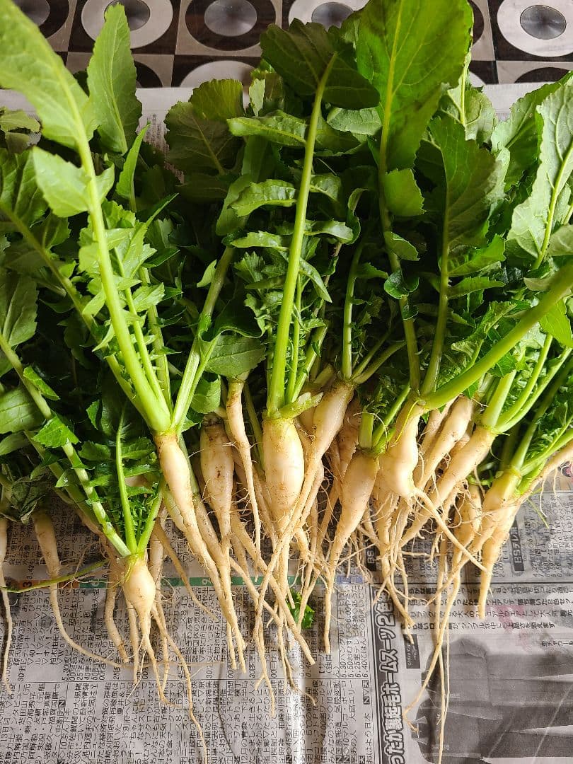 大根　大根菜　大根葉　野菜　300㌘～