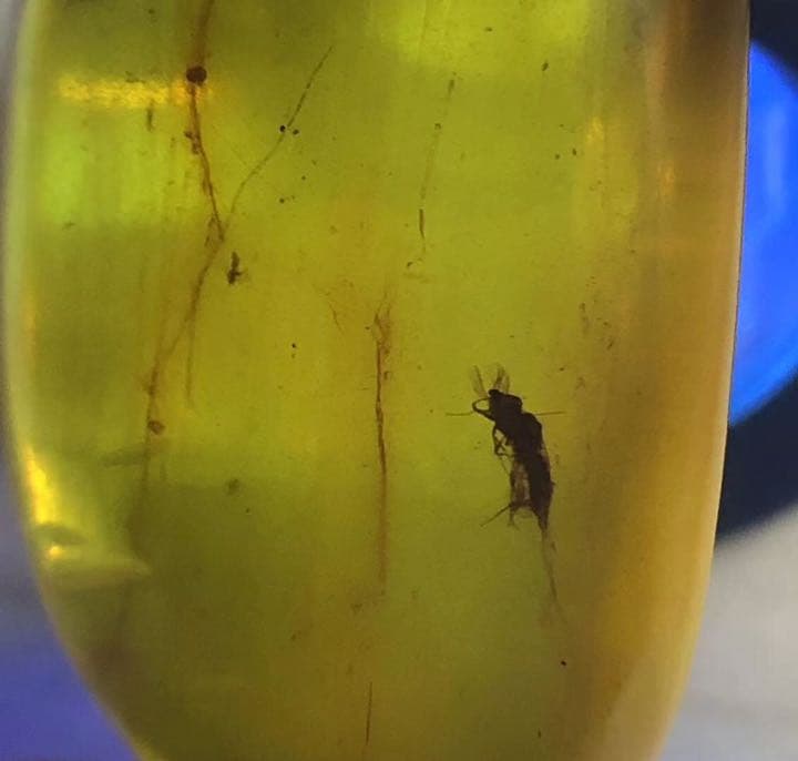 虫琥珀 虫入り アンバー  こはく 天然 ユニーク 天然石 虫入り