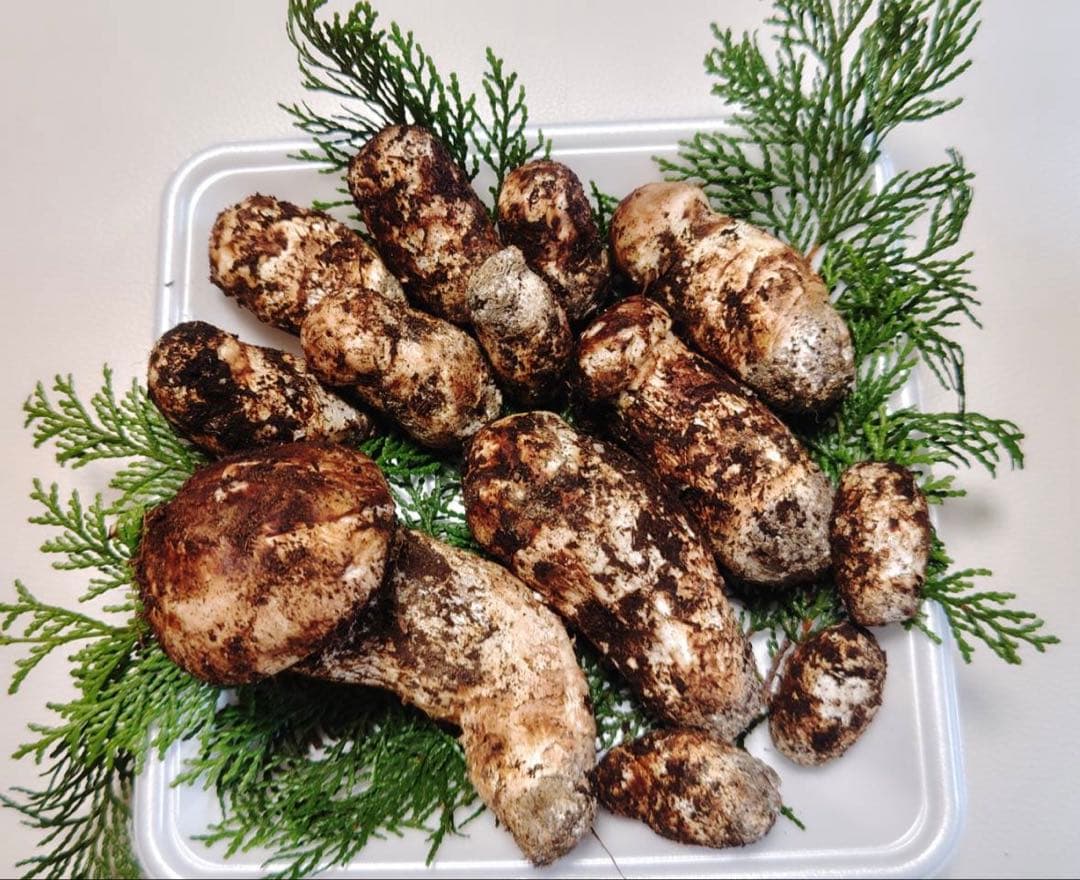 国産松茸 400g 13本 兵庫北部 但馬産 特上 10/24 朝