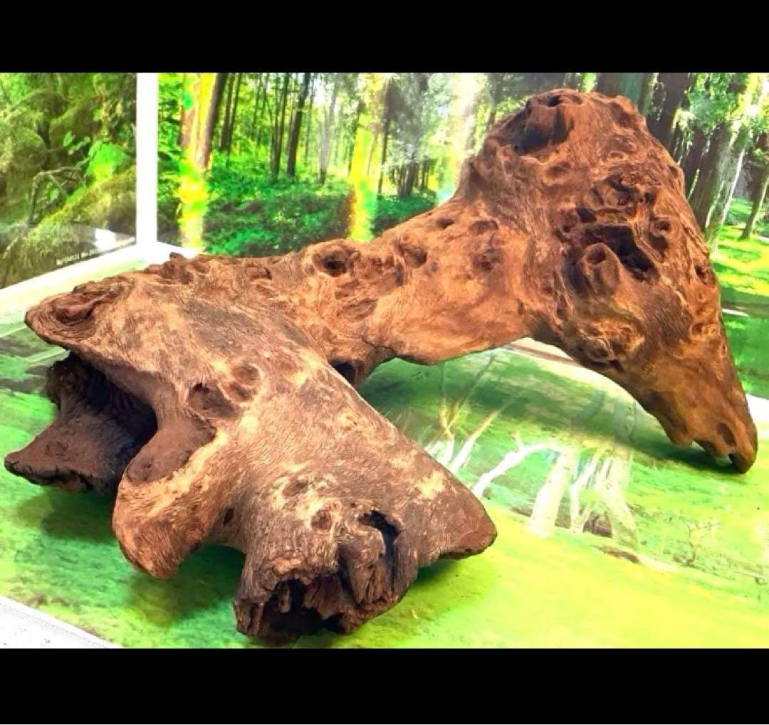 ぴー　3点おまとめ　天然水槽用流木　沈水確認済み