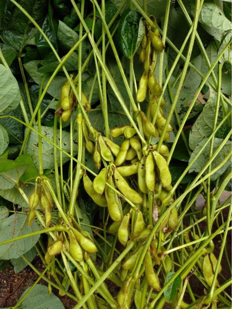 作州黒枝豆　丹波種　8kg