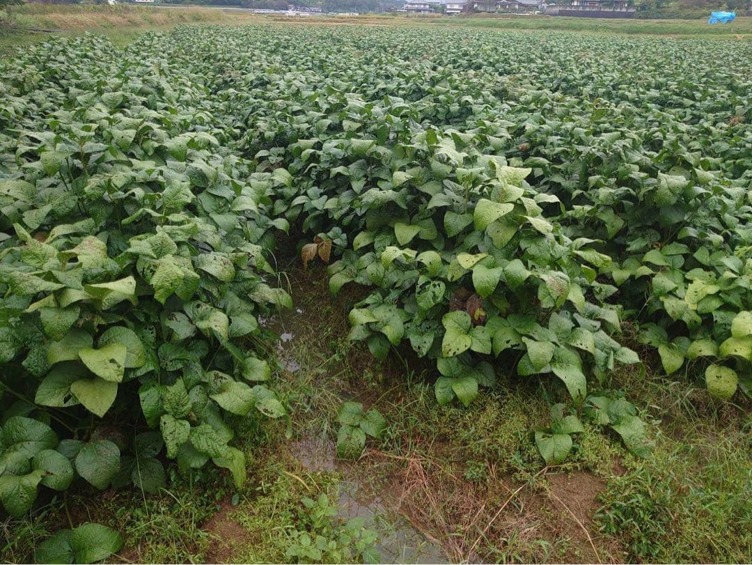 作州黒枝豆　丹波種　8kg