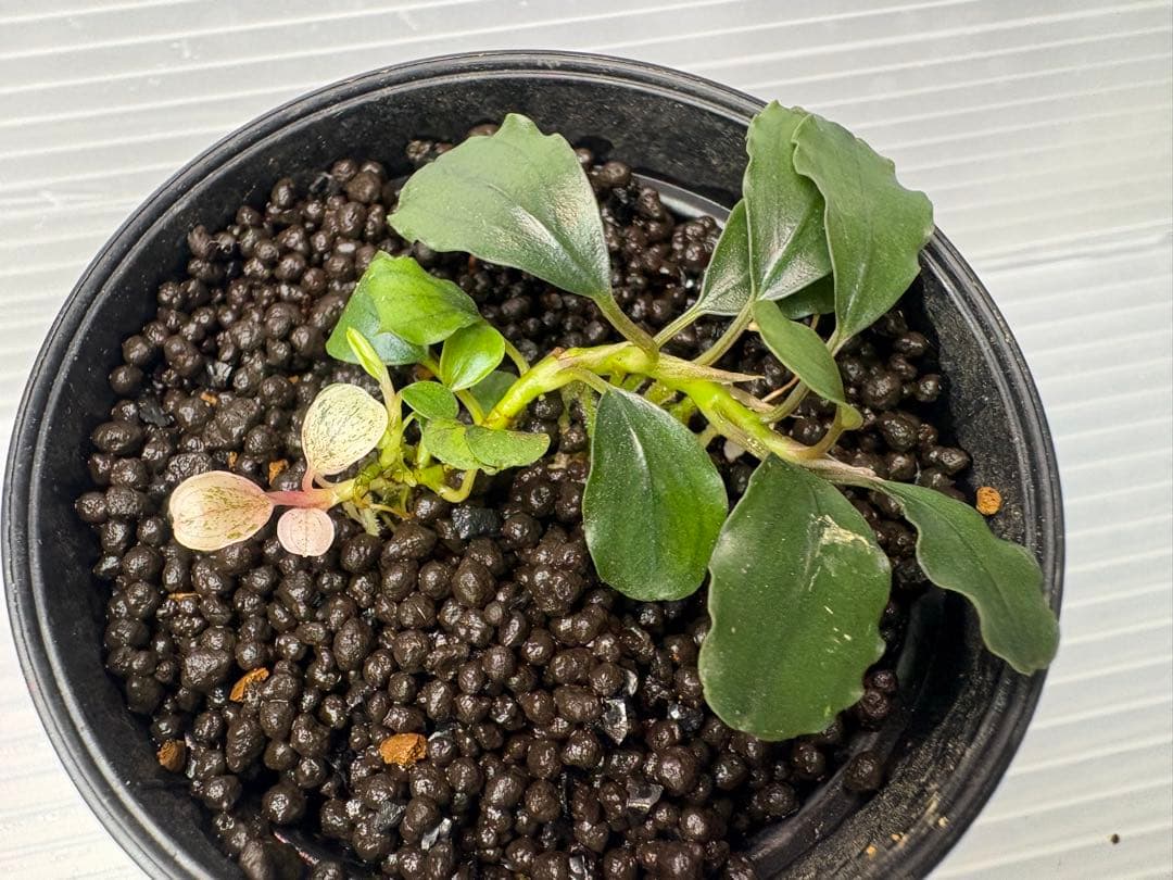 Bucephalandra sp. Variegata②